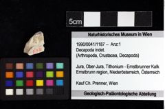 Foto (Objket + Etiketten) von Decapoda indet. 